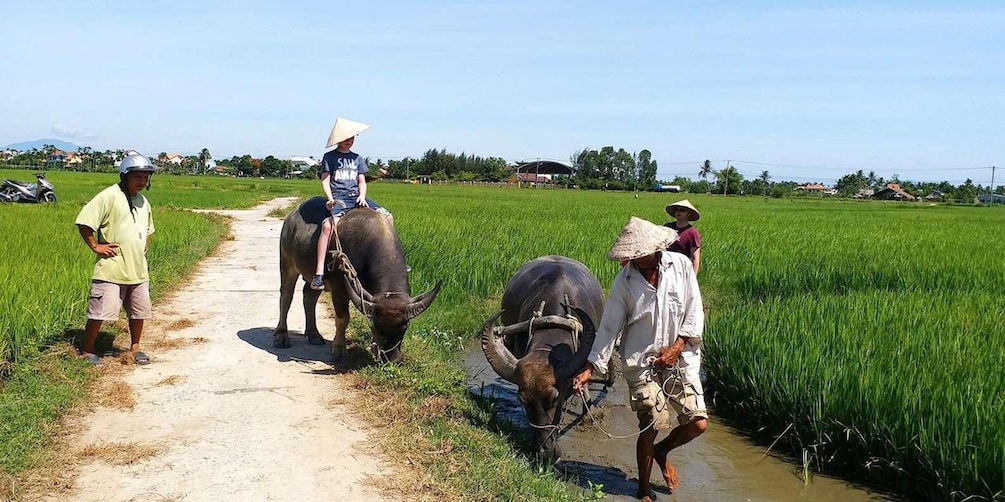 A rural scene with a dirt path, green fields, and two buffaloes. 4