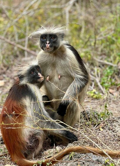 ZANZIBAR: Spice farm, jozani forest & mtende beach + pick up 3
