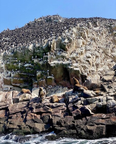 Costa rocosa con lobos marinos descansando sobre las rocas y una extensa colonia de aves posadas en el acantilado. 2