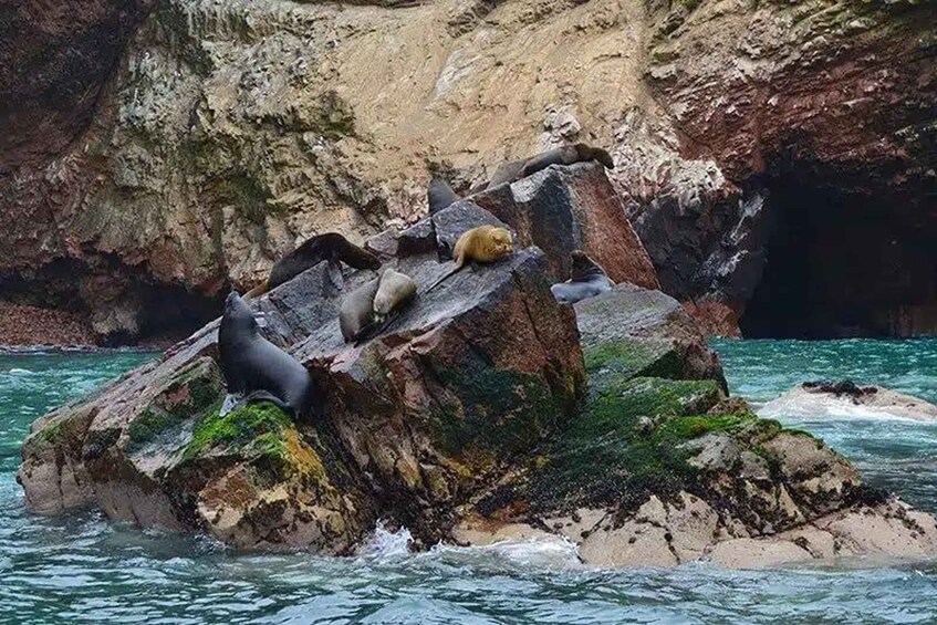 Un saliente rocoso con lobos marinos descansando. 3