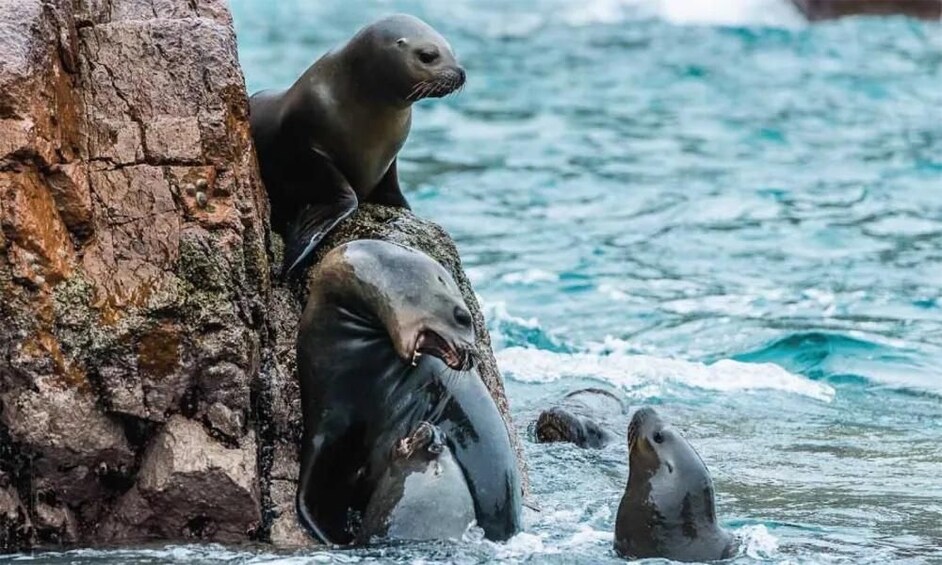 Una foca descansando sobre una roca junto al agua. 4