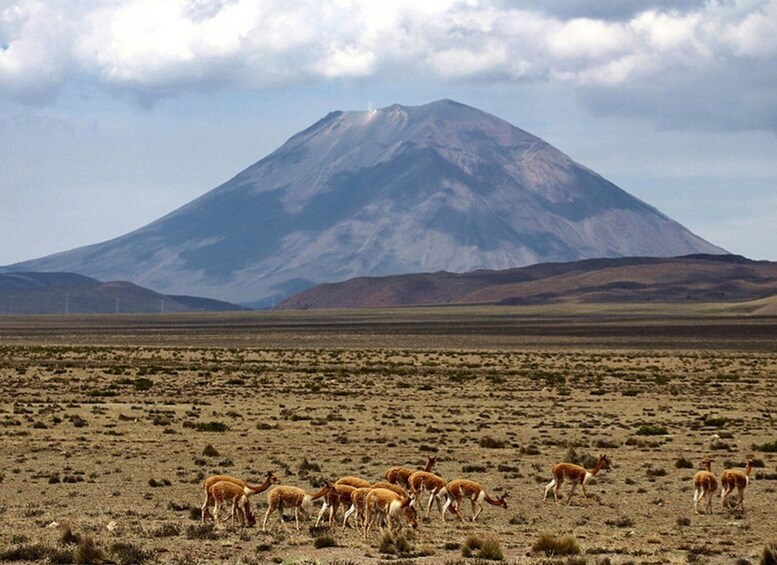 A group of llamas grazing in a barren landscape with a mountain in the background. 2