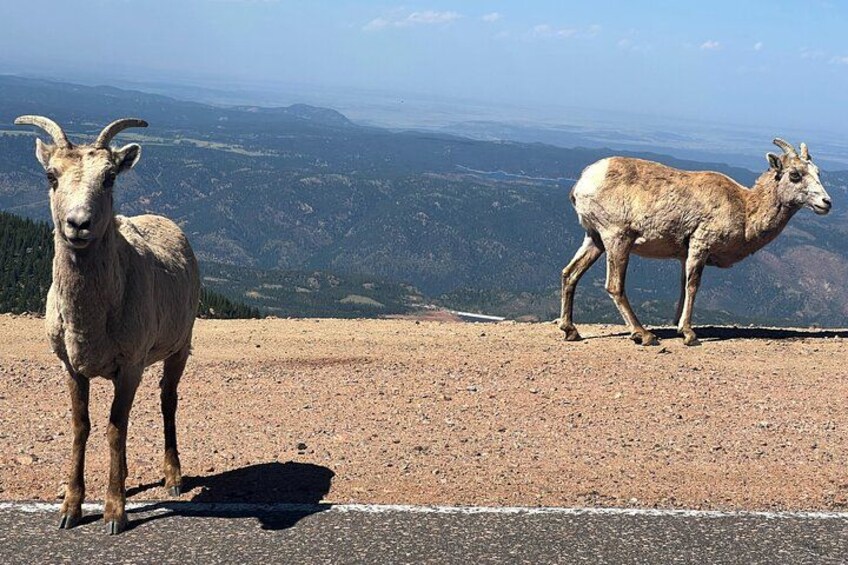 Big Horn Sheep at Pikes Peak 4