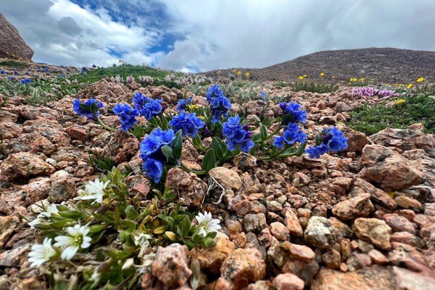 Wild Flowers at Pikes Peak 3