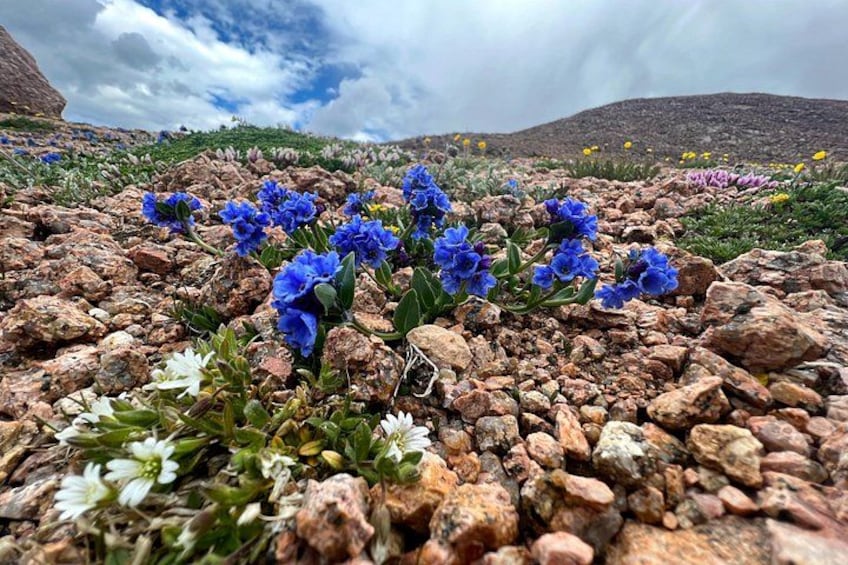 Wild Flowers at Pikes Peak 3