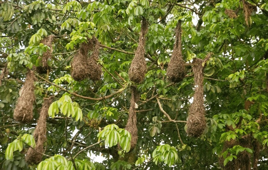 A tree with multiple hanging nests made of twigs and leaves. 4