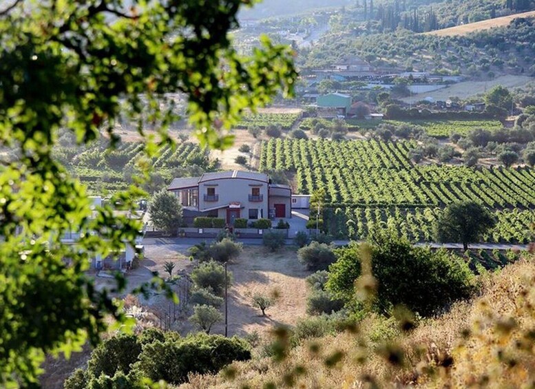 A house surrounded by vineyards in a hilly landscape. 2