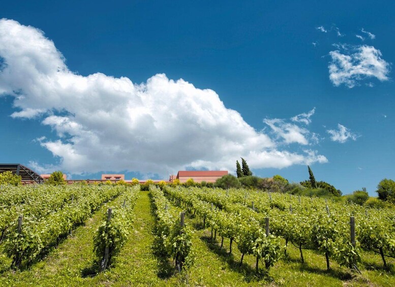 A vineyard with rows of grapevines under a clear blue sky with scattered clouds. 3