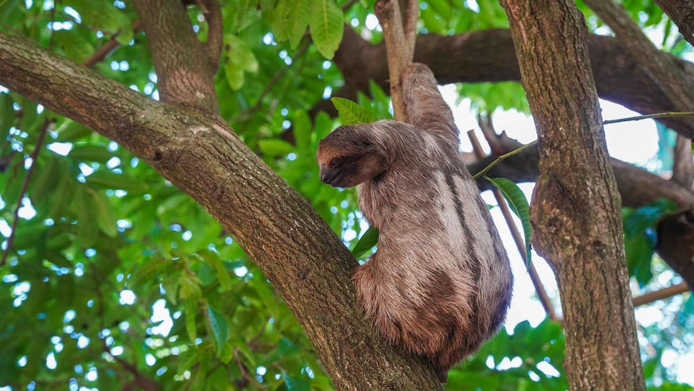 A sloth hanging from a tree branch in a forest. 2