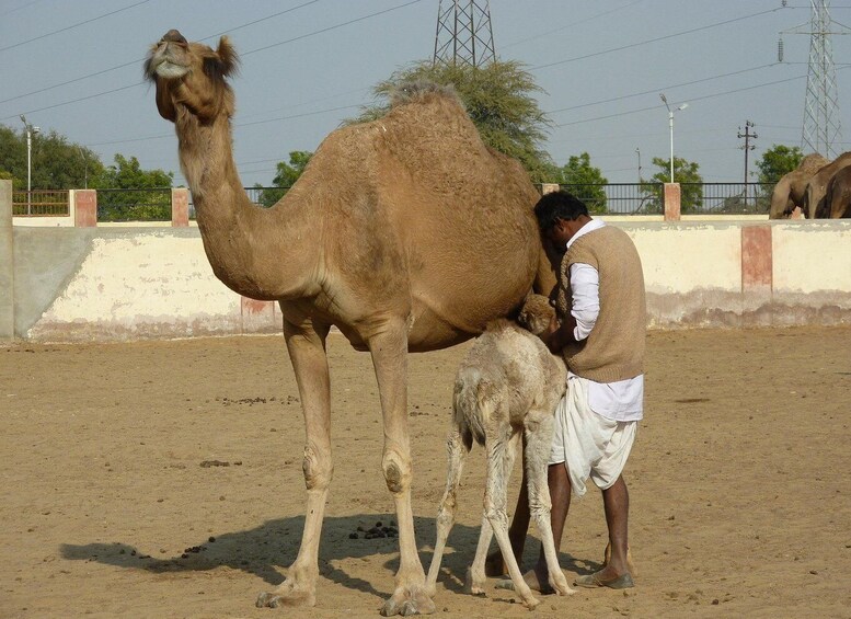 8-Day Desert Adventure - Jodhpur, Jaisalmer & Bikaner 1
