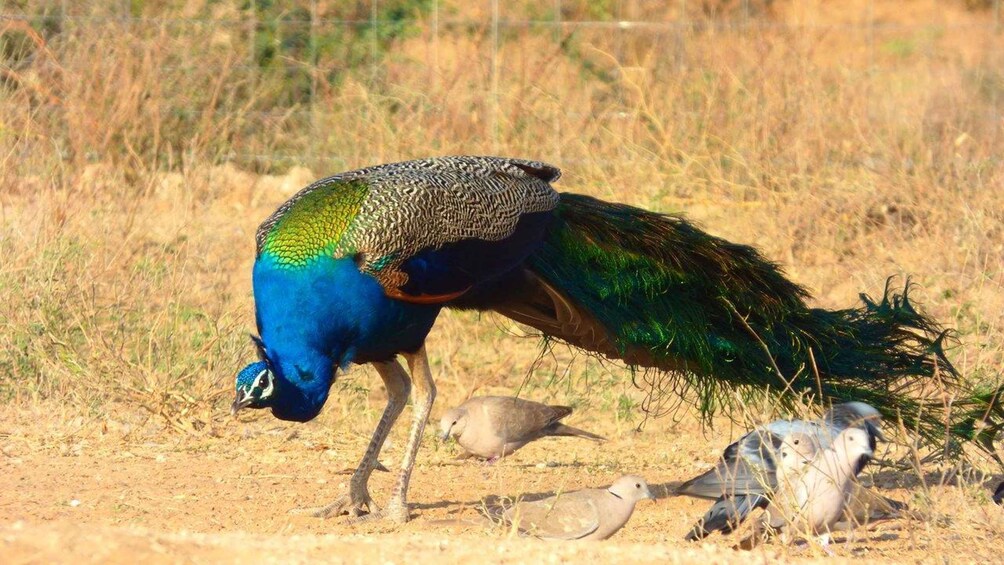 A peacock with vibrant blue and green feathers, standing on dry grass. 2