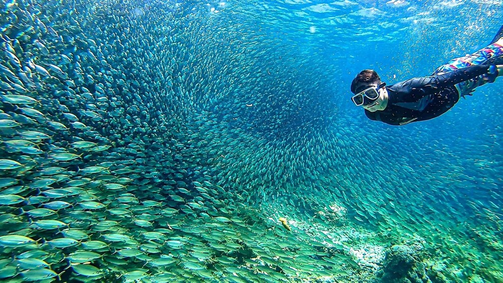 Picture 2 for Activity Cebu: Whale Shark Swim, Kawasan Falls & Moalboal Sardine Run 4