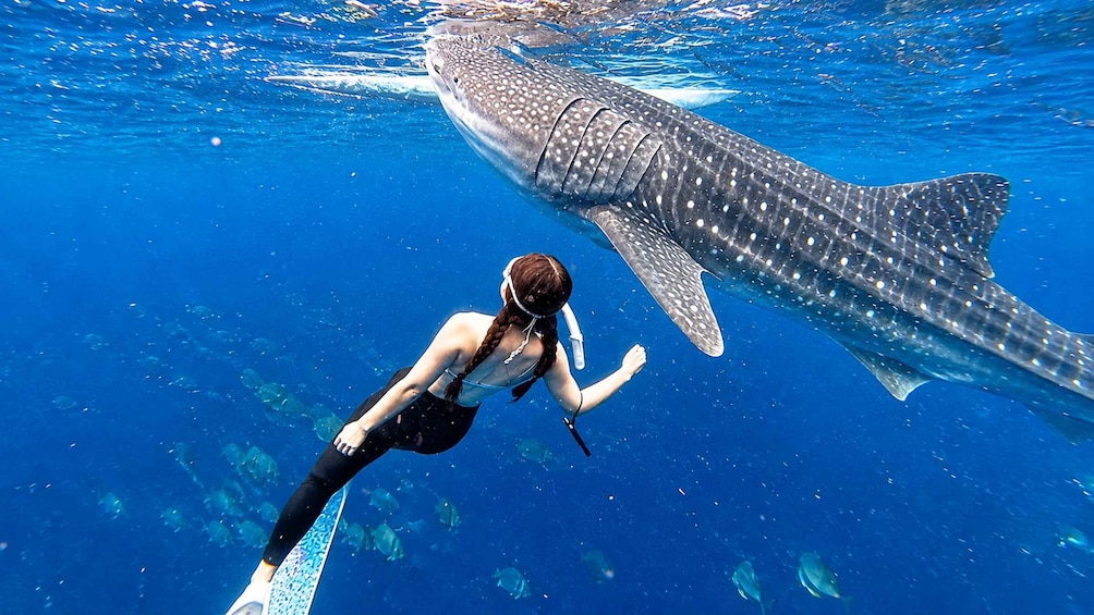 Cebu: Whale Shark Swim, Kawasan Falls & Moalboal Sardine Run 1
