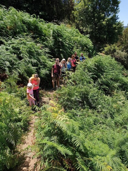 A group of people hiking on a trail surrounded by dense ferns and trees. 5