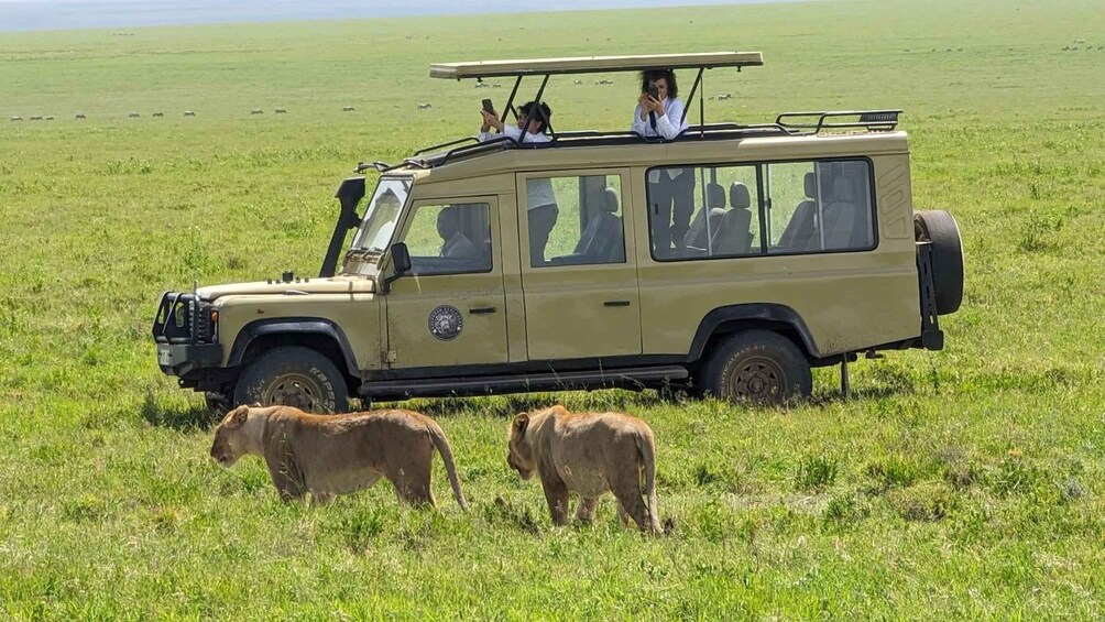 A safari vehicle with passengers and two elephants in a grassy field. 5