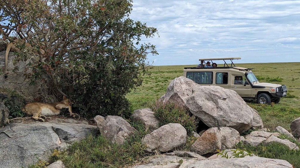 A safari vehicle parked near a large rock formation with a lioness in the background. 3