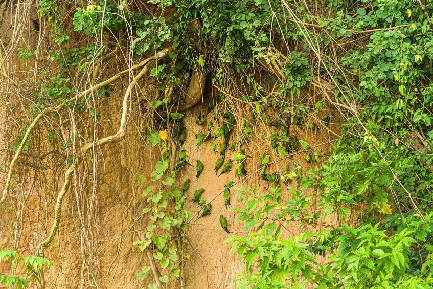 A rocky cliff with dense vegetation and vines. 3