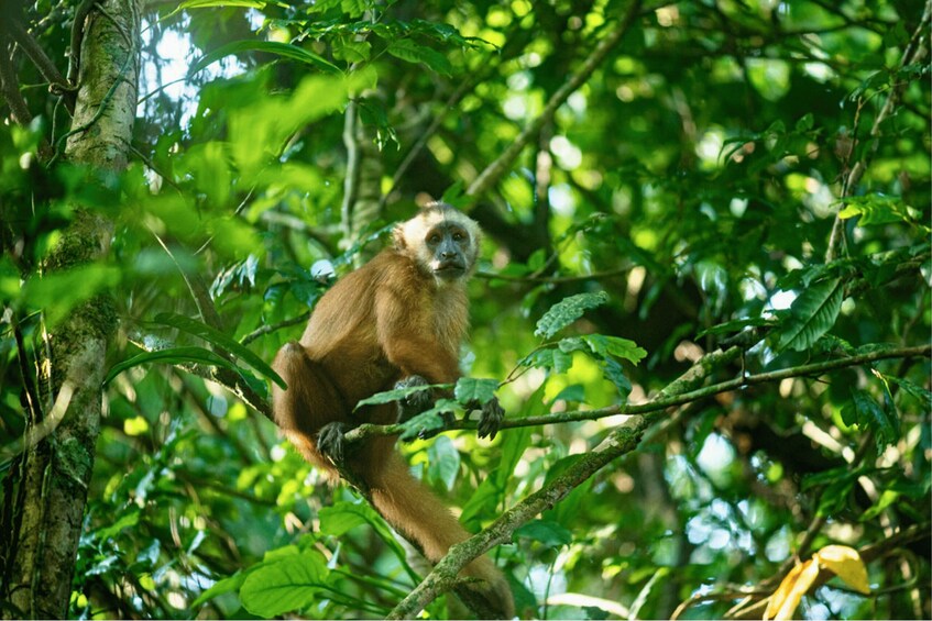 A monkey in a dense green forest. 2