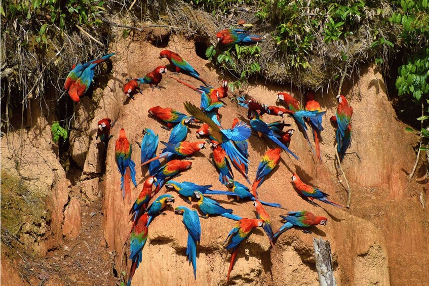 A group of colorful macaws perched on a rocky cliff. 1