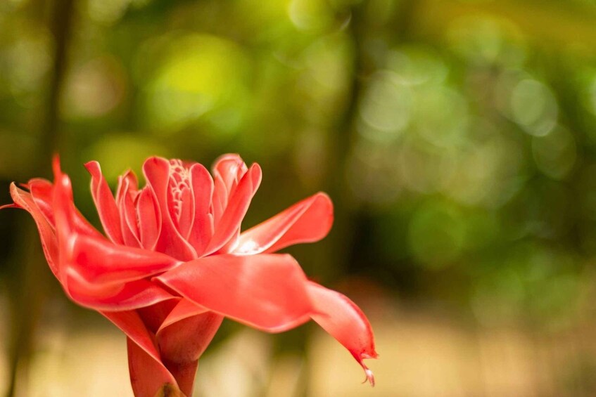 A red flower with a blurred green background. 5