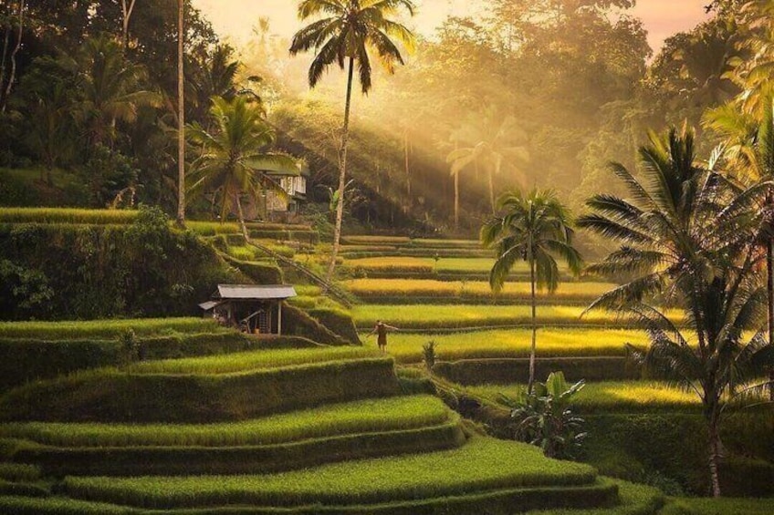 Ubud Waterfalls, Rice Terrace and Jungle Swing Tour 3