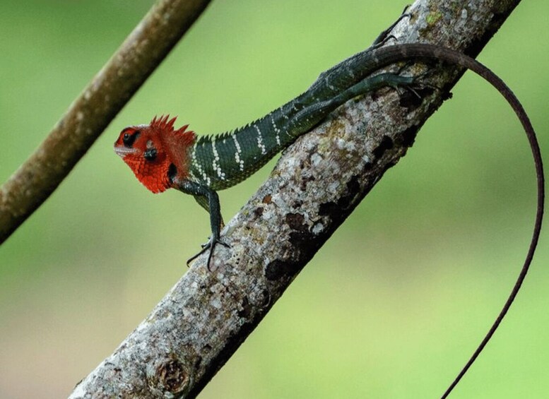 A lizard on a tree branch. 2