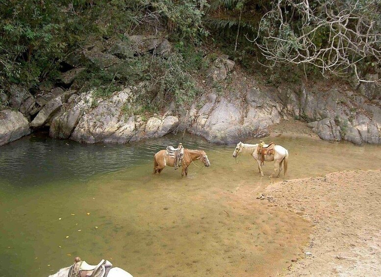 Deux chevaux se trouvent près d’une rivière, dans un paysage bordé de rochers et de végétation. 3
