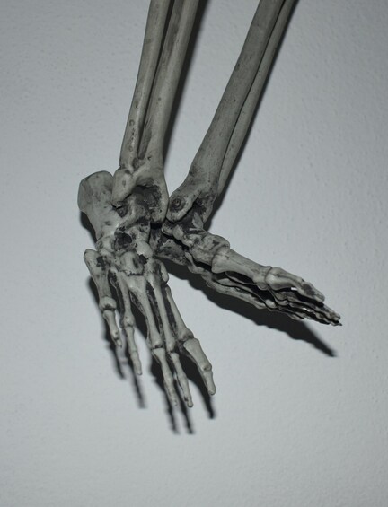 A skeletal hand with long bones and a wrist. 3