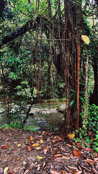 Picture 5 for Activity El Yunque hike, river, rope swing and water slides excursion 5