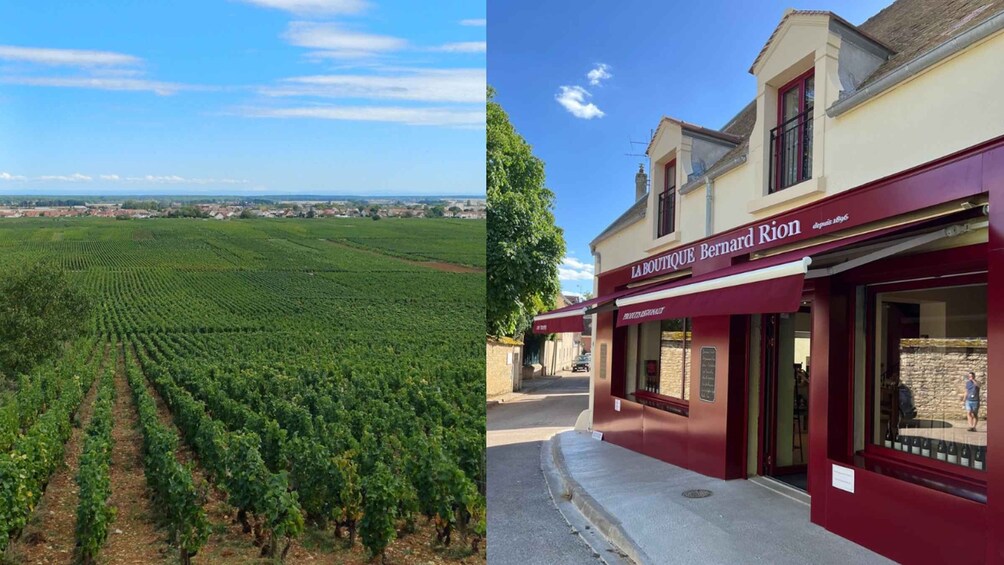 A vineyard and a boutique with a red awning. 1
