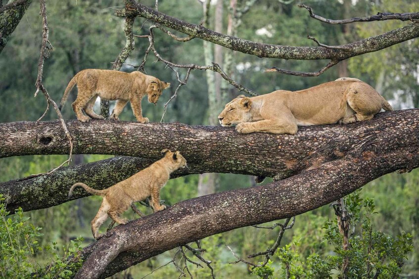 Three lions on a tree branch in a forest. 5