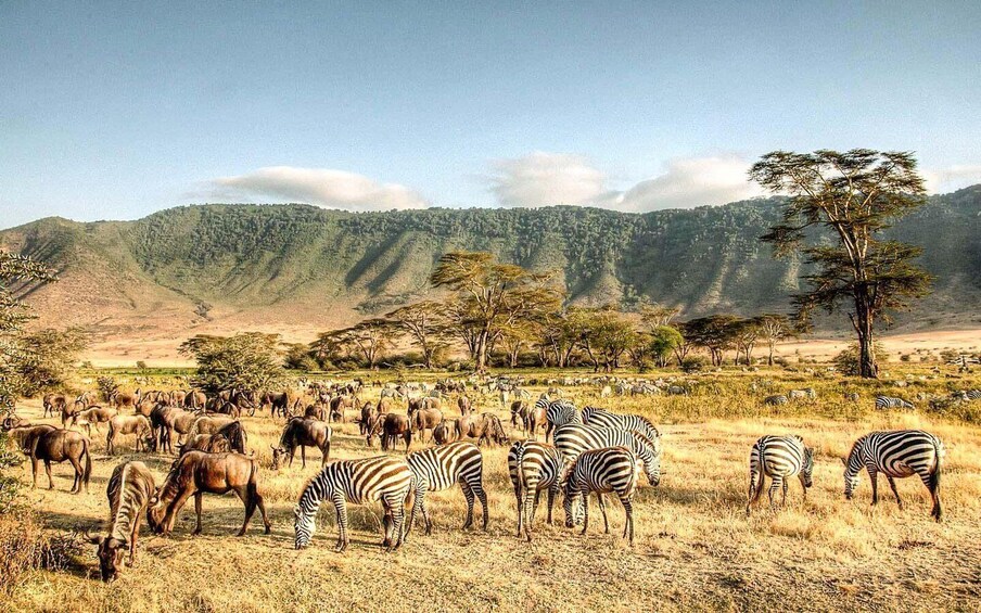 A savanna landscape with zebras and wildebeests grazing, with mountains in the background. 4