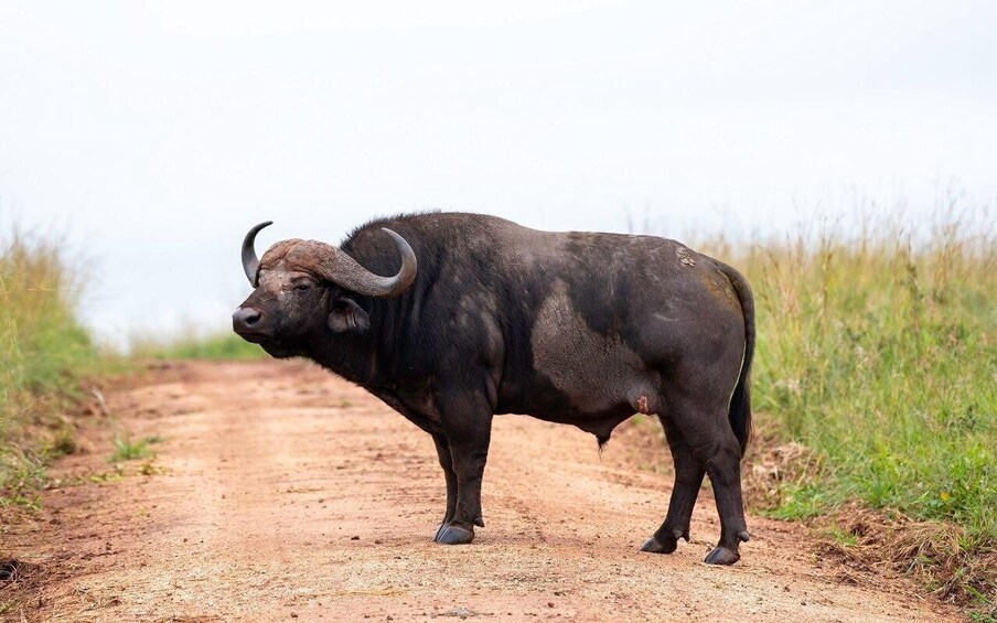 A buffalo standing on a dirt road in a grassy area. 3