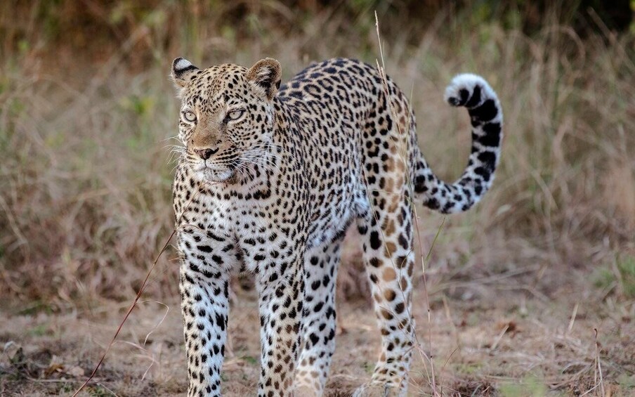 A leopard walking through a dry grassland. 2