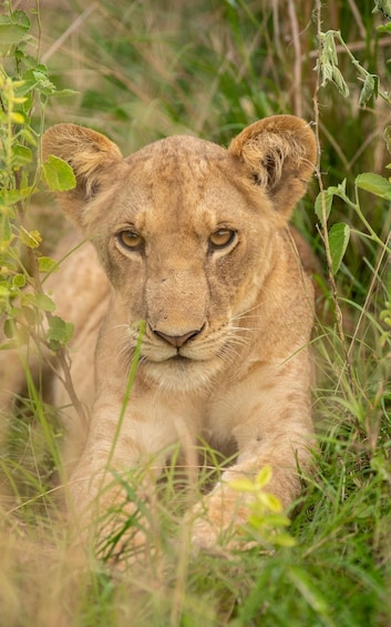 A lion resting in tall grass. 1