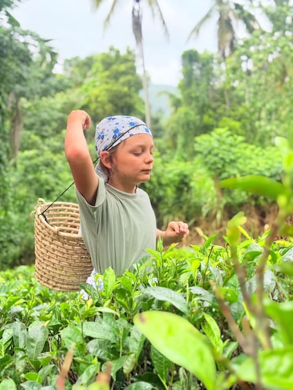 A person harvesting tea plants in a lush green environment. 5
