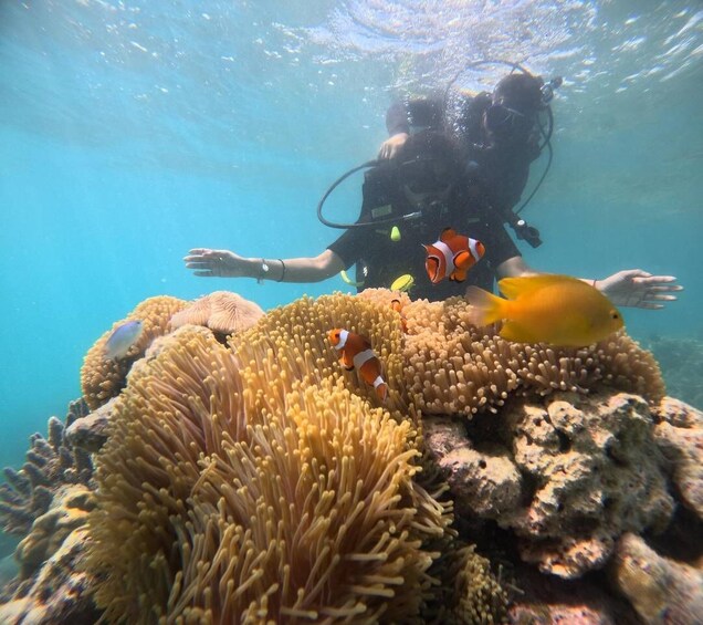 A diver exploring a coral reef with anemones and fish. 1