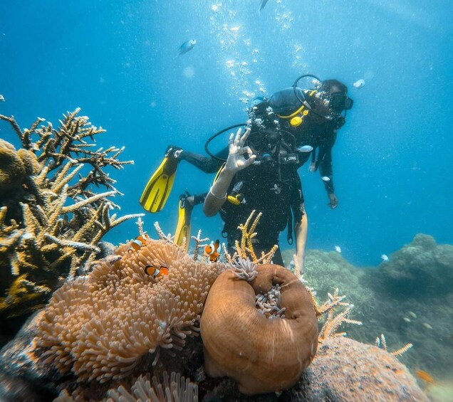 A diver with yellow fins and a black wetsuit exploring a coral reef. 5