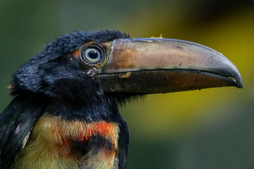 A close-up of a bird with a large beak, dark feathers, and a colorful chest. 2