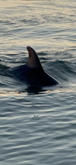 Picture 13 for Activity Private Folly River Dolphin Cruise (up to 14 guests) 3