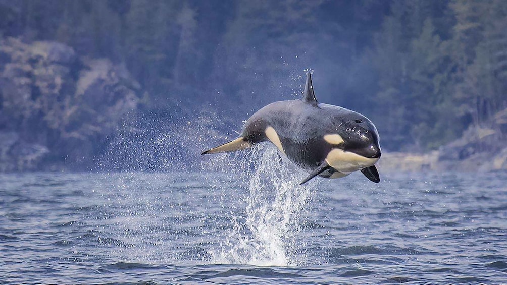 A killer whale leaping out of the water with a splash. 3