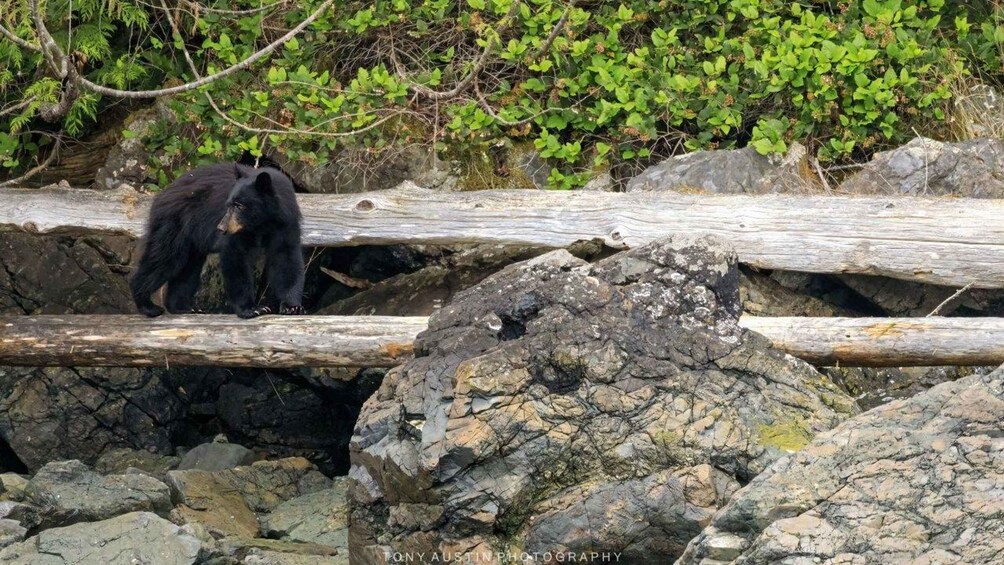 A black bear standing on a log over rocks. 2