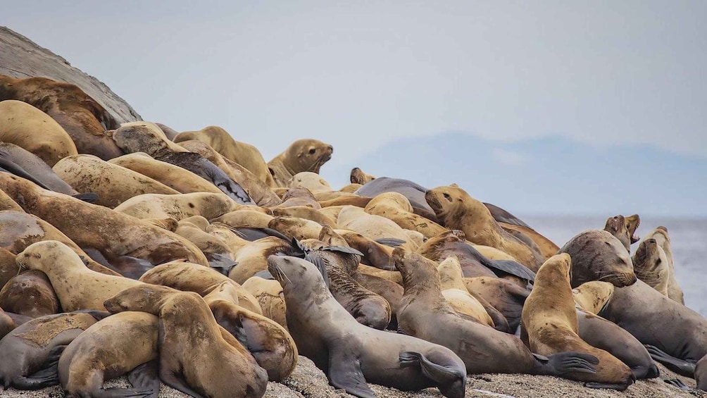 A large group of seals resting on a sandy beach with a rocky cliff in the background. 5