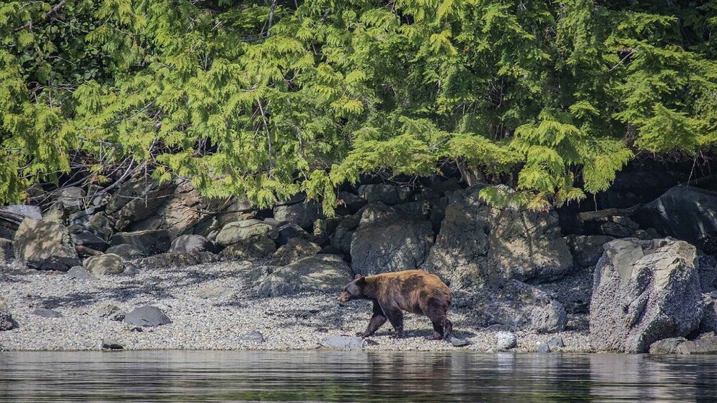 A bear walking along a rocky shoreline with dense green foliage in the background. 1