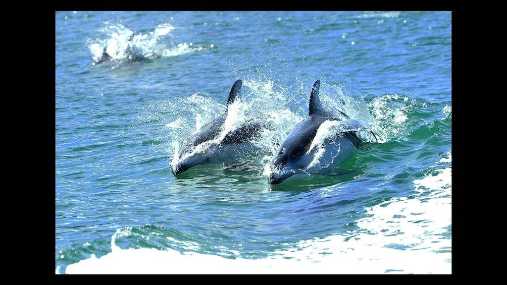 Dolphins jumping out of the water. 4