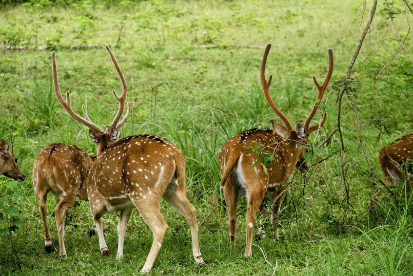 Picture 15 for Activity Yala National Park: Private Full Day Safari (04:00-18:00) 3