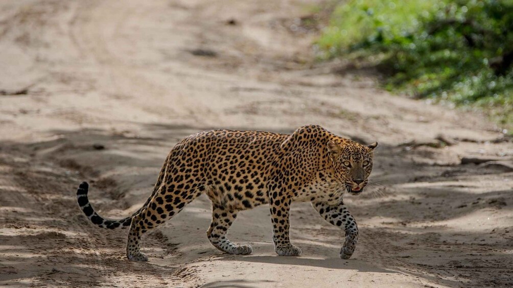 Picture 6 for Activity Yala National Park: Private Full Day Safari (04:00-18:00) 5