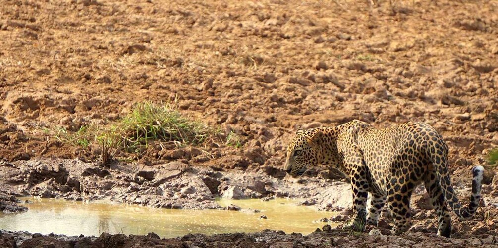 Yala National Park: Private Full Day Safari (04:00-18:00) 1