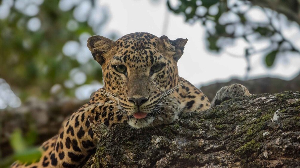 Picture 4 for Activity Yala National Park: Private Full Day Safari (04:00-18:00) 4