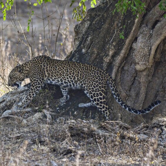 Picture 10 for Activity Yala National Park: Private Full Day Safari (04:00-18:00) 2
